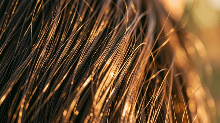 Macro detail of healthy, glossy hair catching golden light.